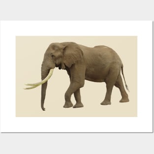 Elephant - Elephants in Africa - Wildlife Posters and Art